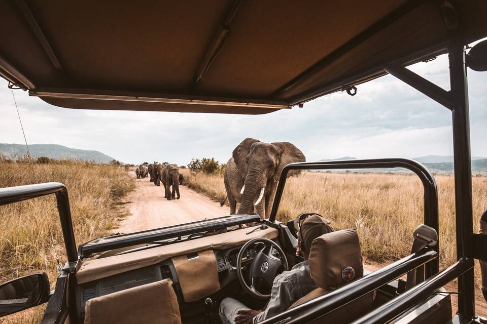 Cherry Travel: African Safari