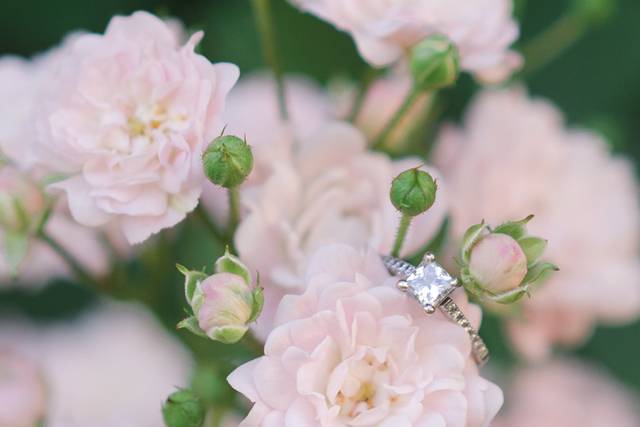 Alexis Rose Photography