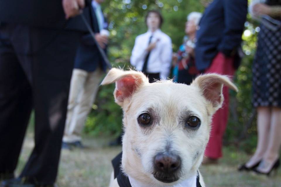 Wedding pup