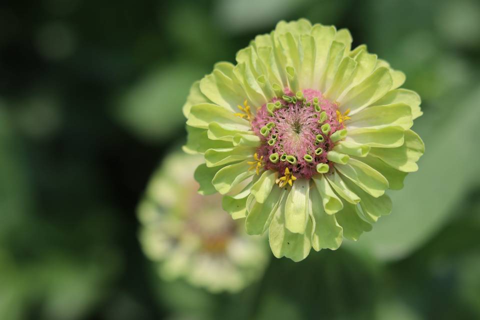 Zinnia