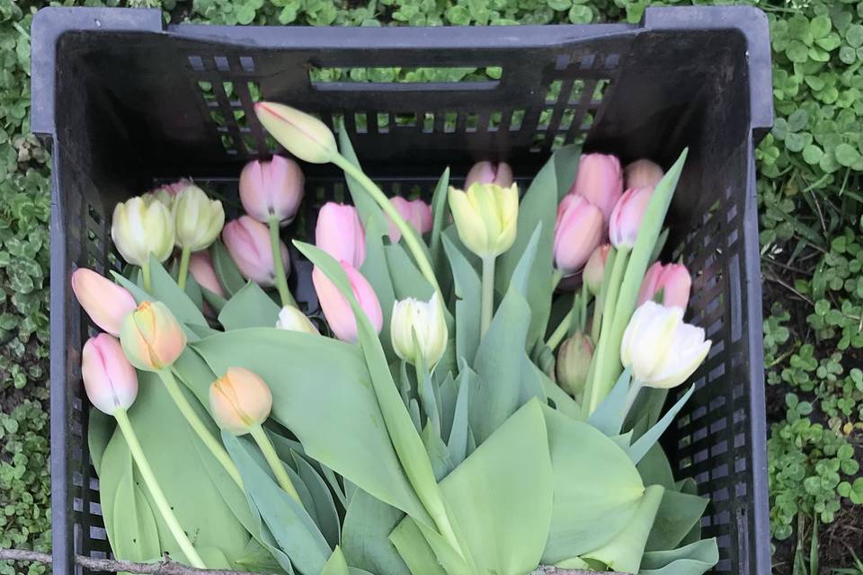 Tulips