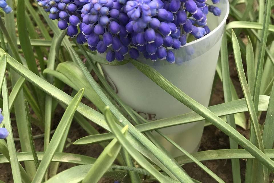 Muscari