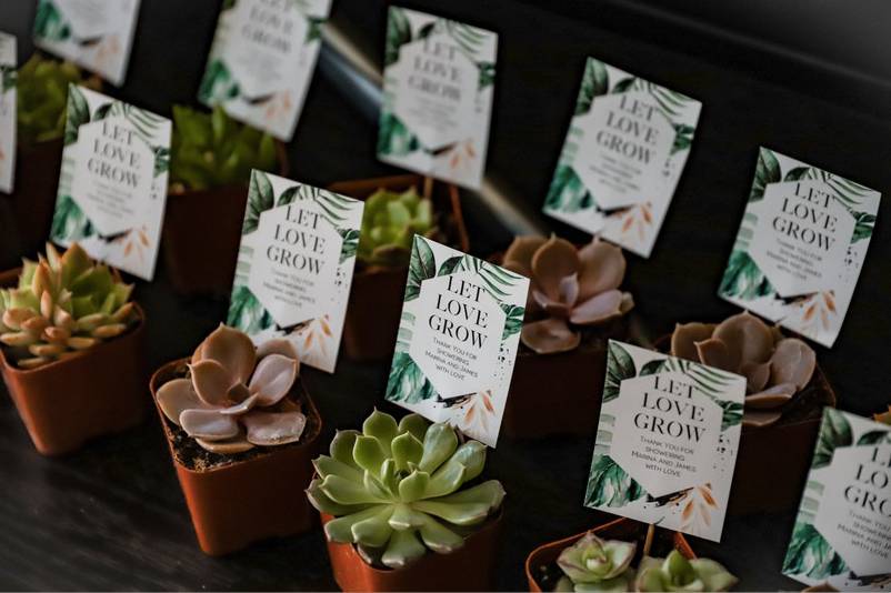 Succulent Favors