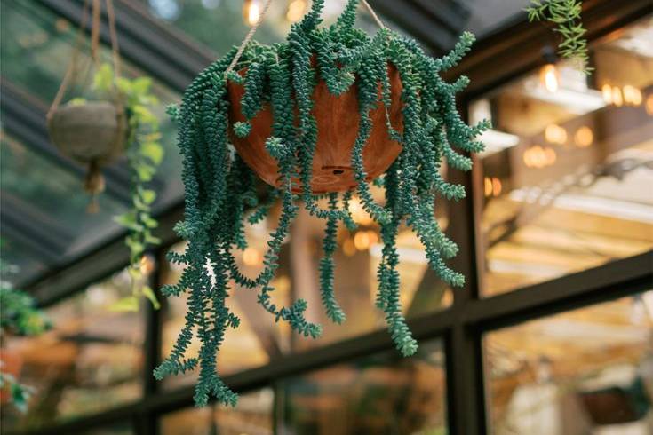 The Greenhouse