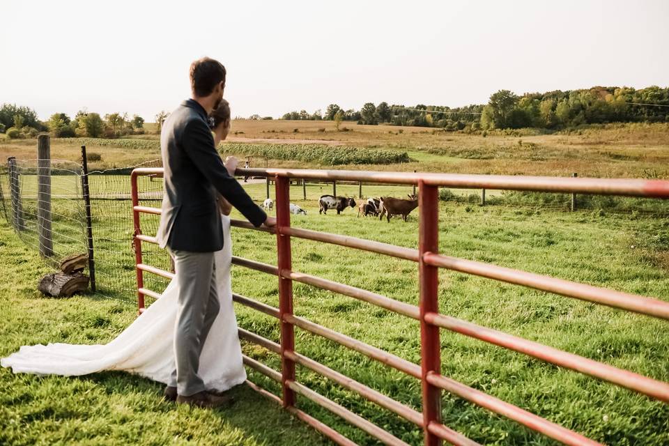 Friendly goats