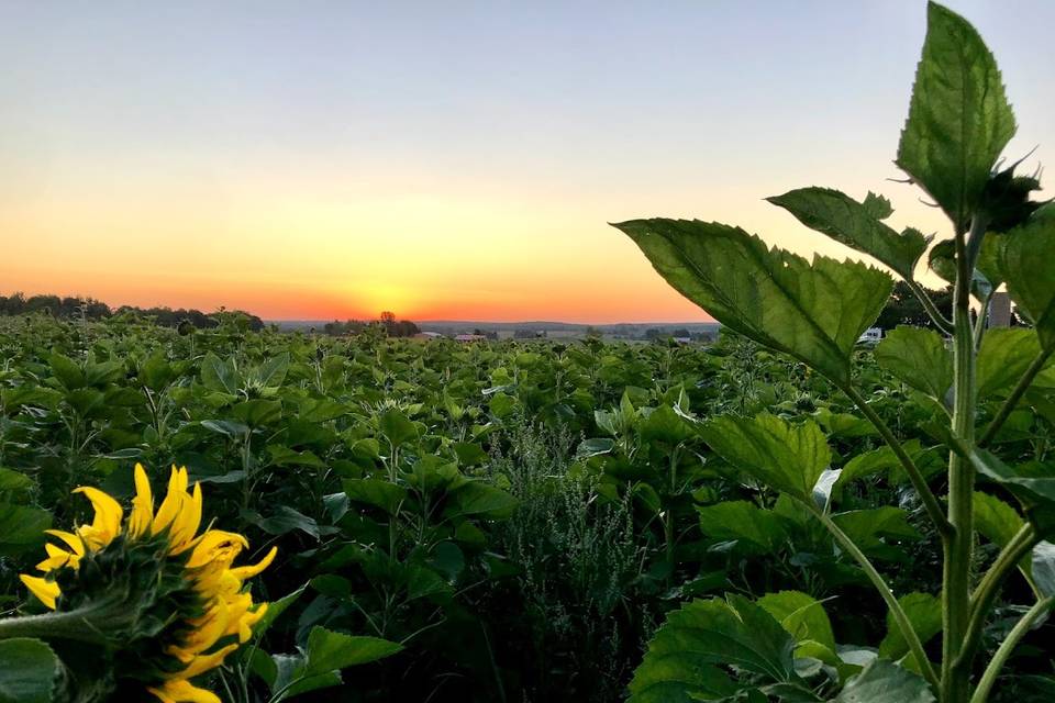 Sunflower cover crop