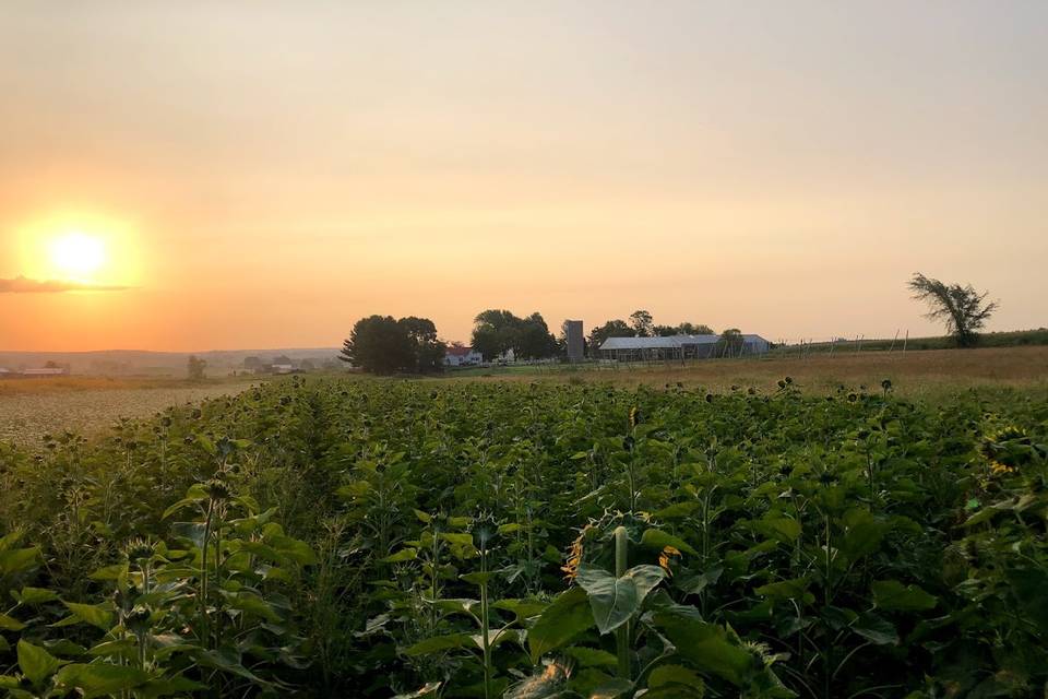 Sunflower cover crop