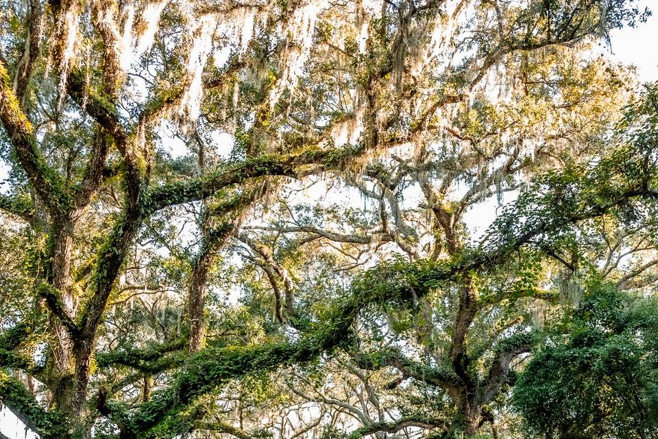 Britt Pearl Photography