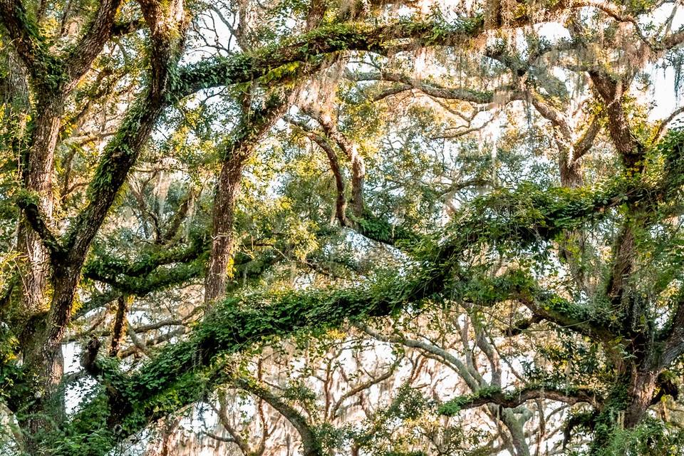 Britt Pearl Photography