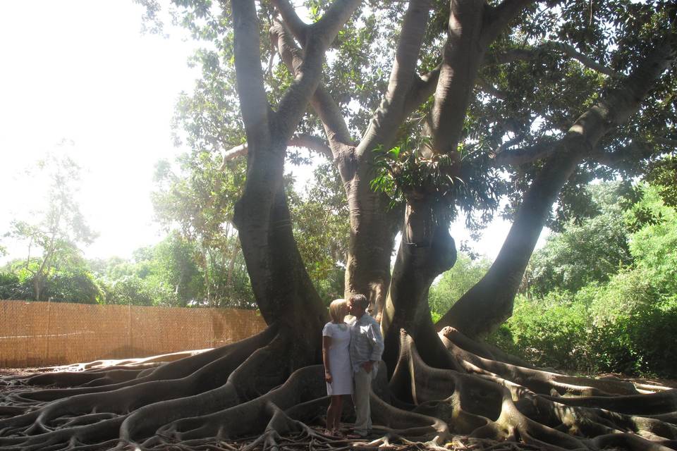 Amazing tree setting Selby Gardens, Sarasota, Florida