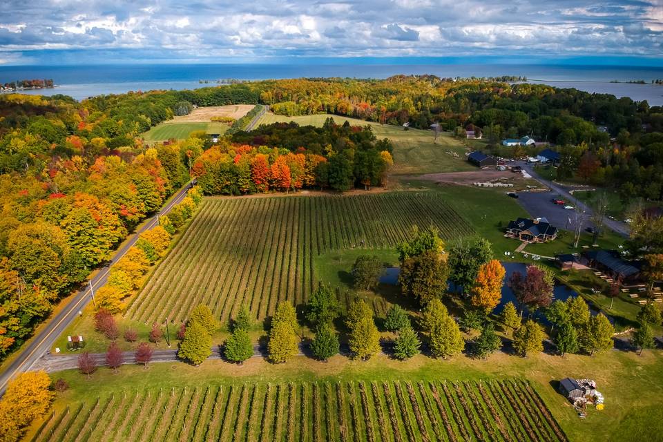 Colloca's Lake Effect Vineyard