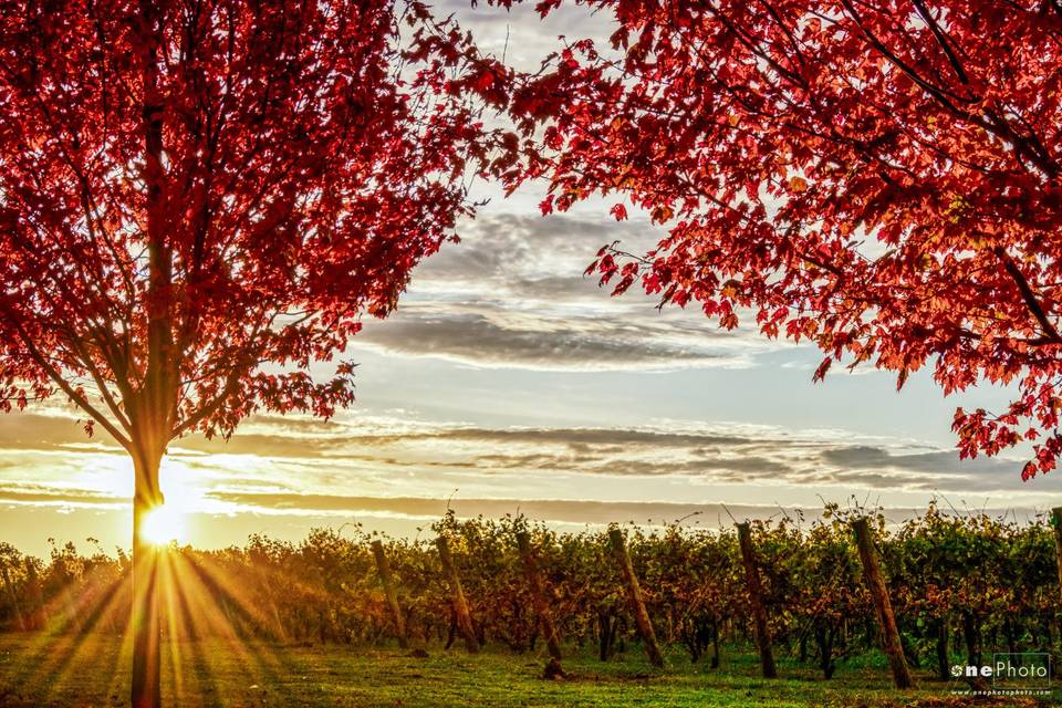 Colloca Lake Effect Vineyard