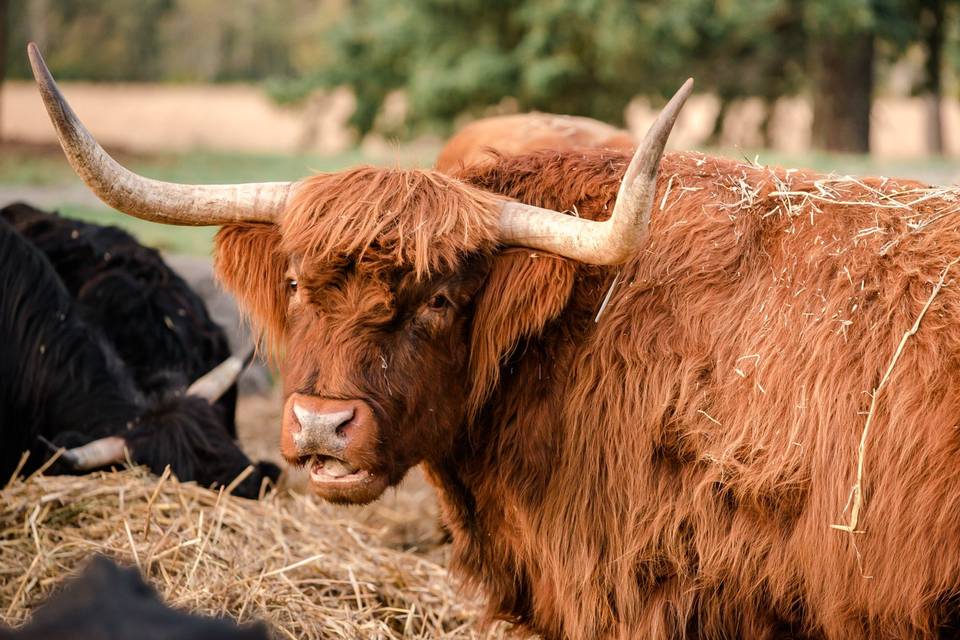 Irish Highland Cattle