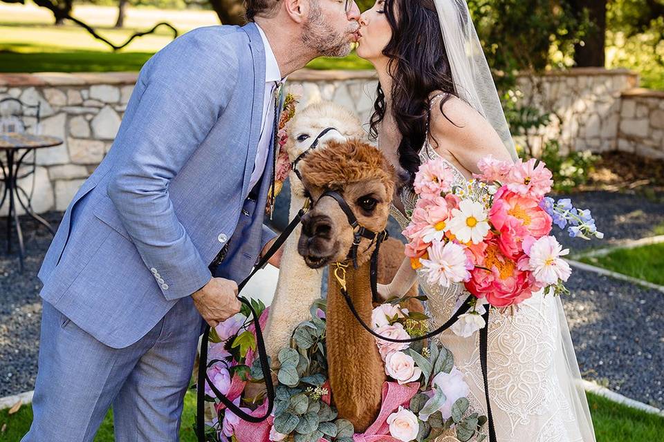 Alpaca Sandwich