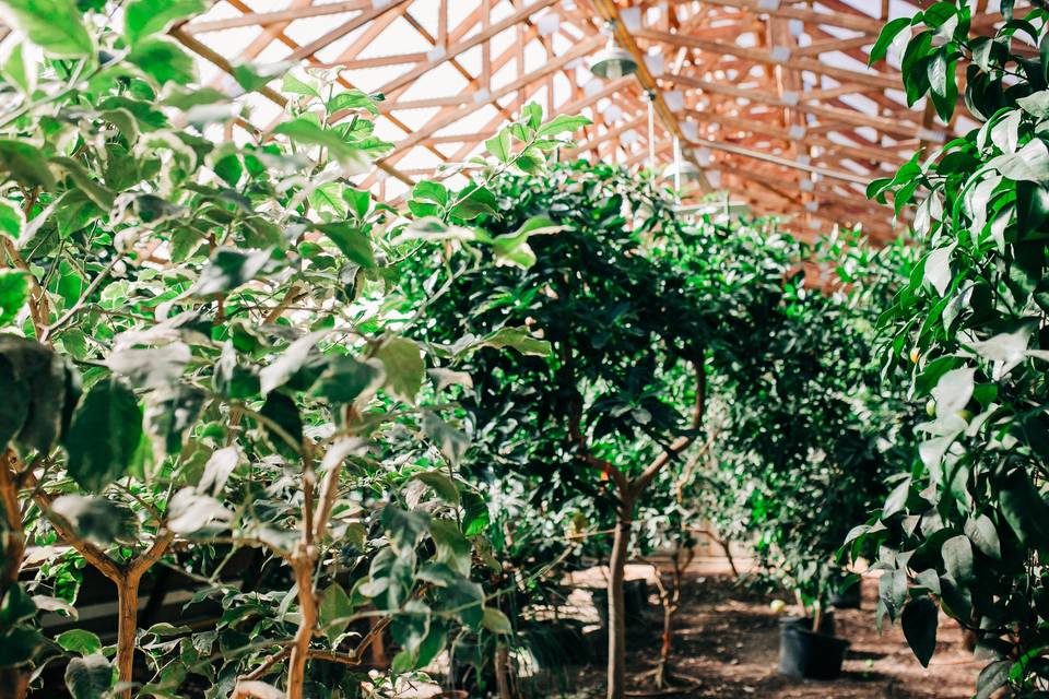 Greenhouse Inside