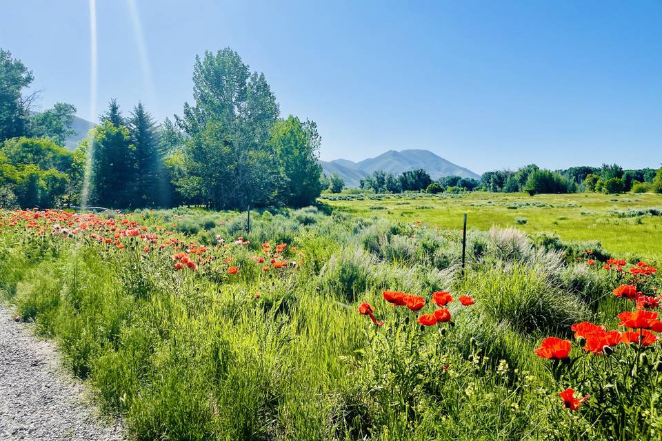 Ranchlands