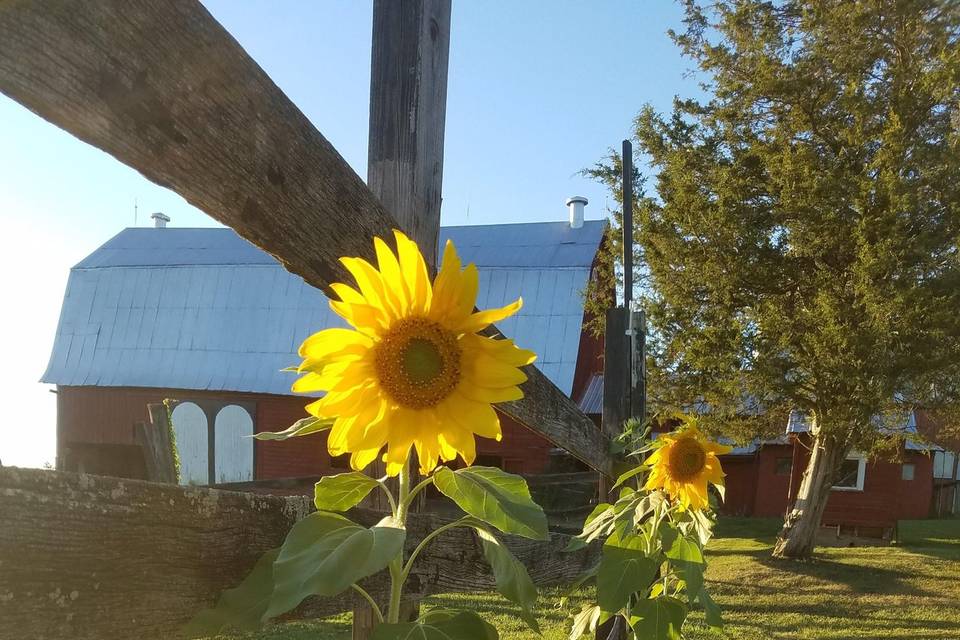 Sunflowers on the lawn