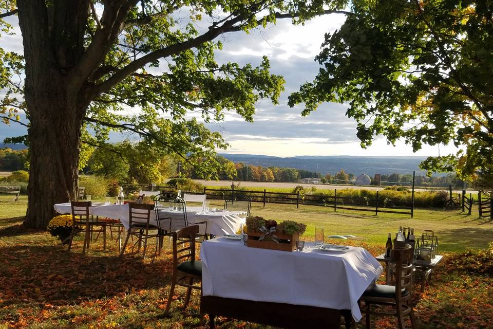 Dinner under the maples