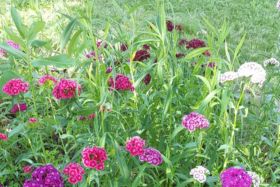 Field flowers abound