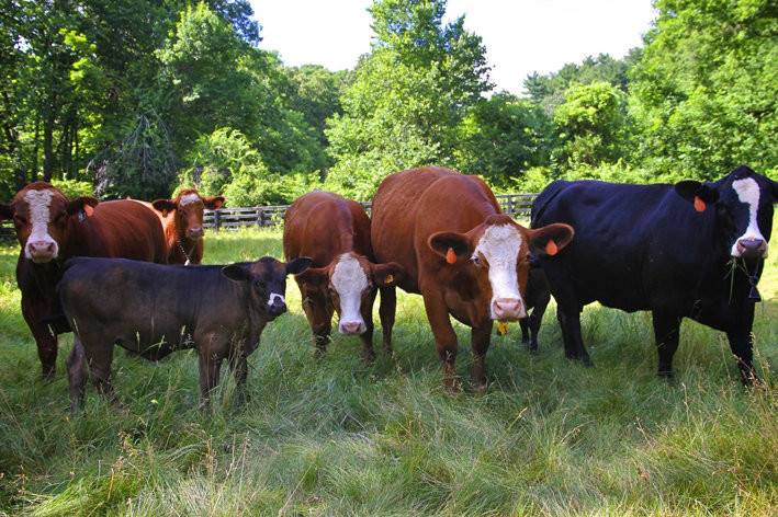 Willow Ridge Farm