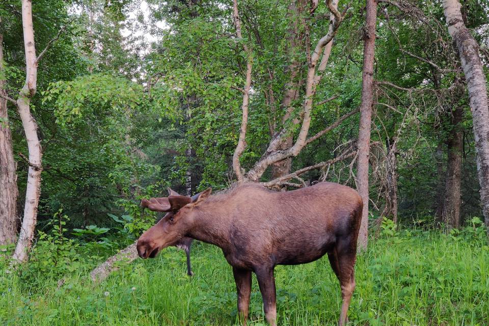 Wild moose near venue