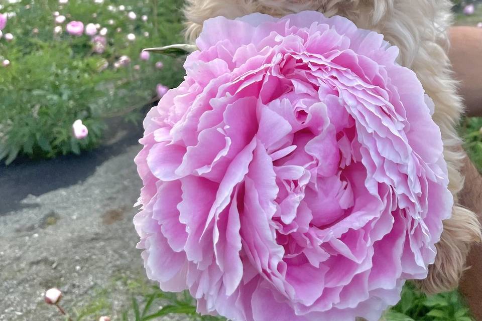 Our mascot and our peonies