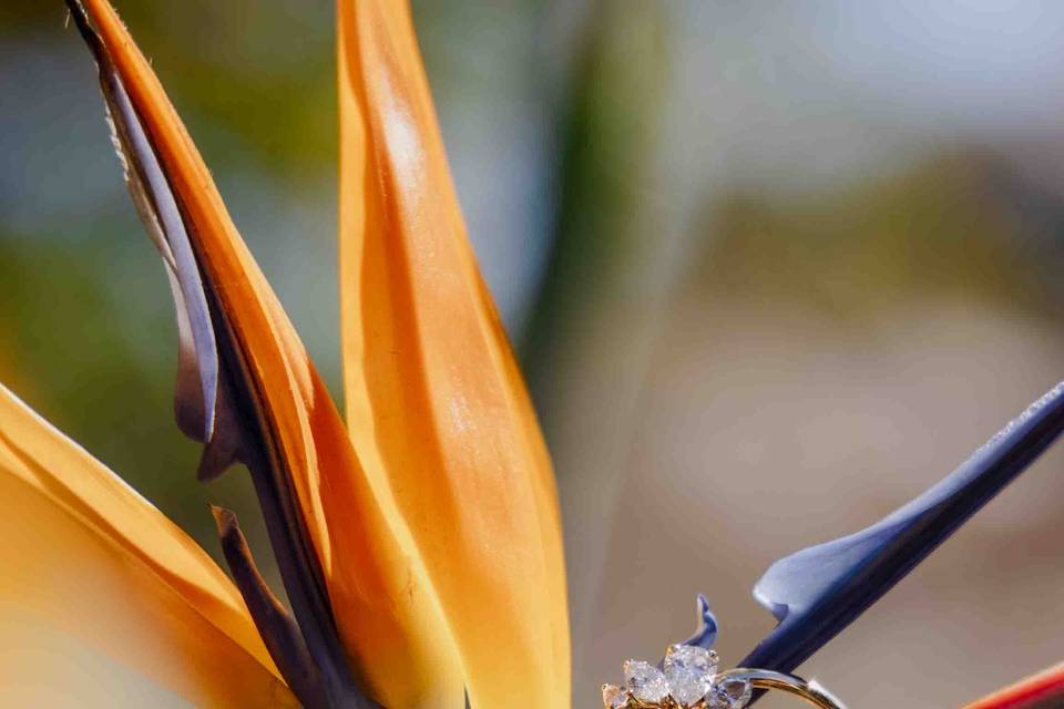 Nature and details