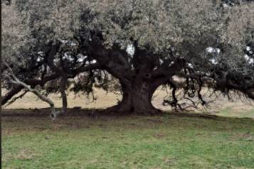 Lone oak tree