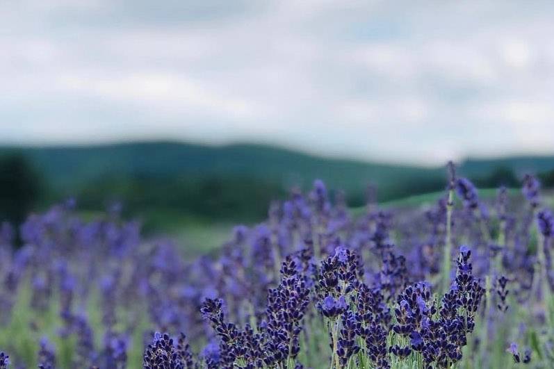 Local lavender fields