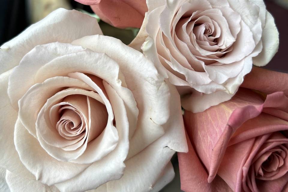 Just Roses
