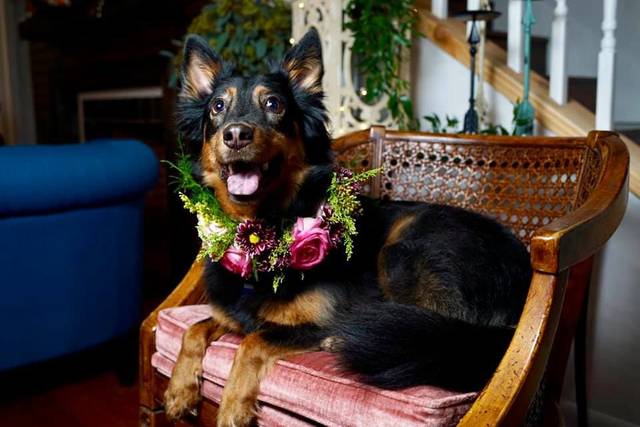 Floral wreath for dog