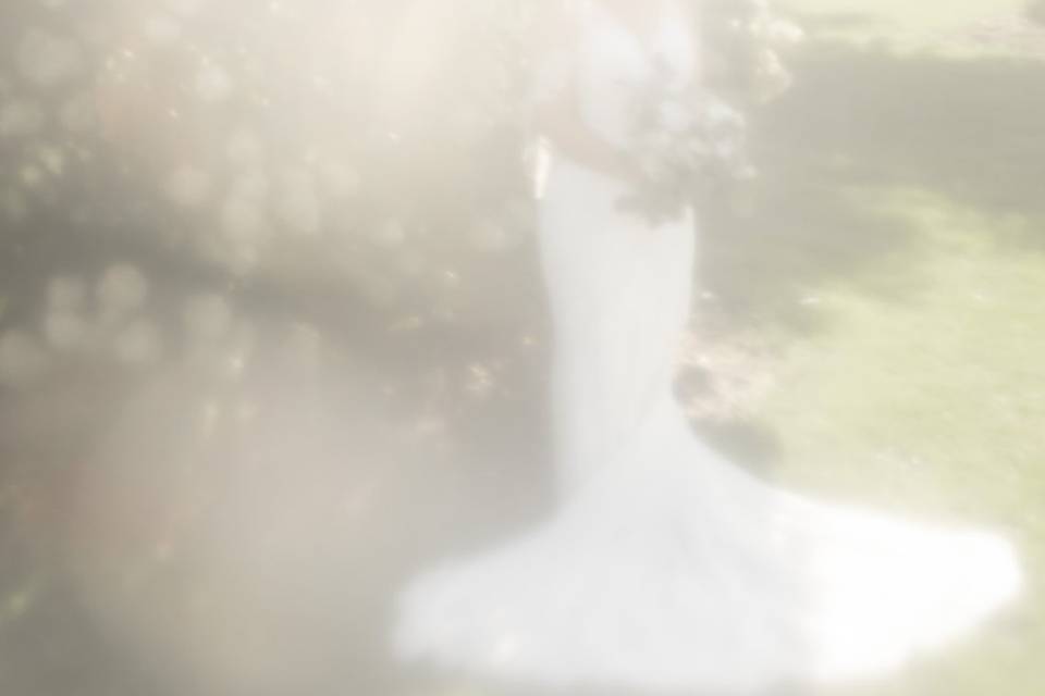 Hydrangea bride