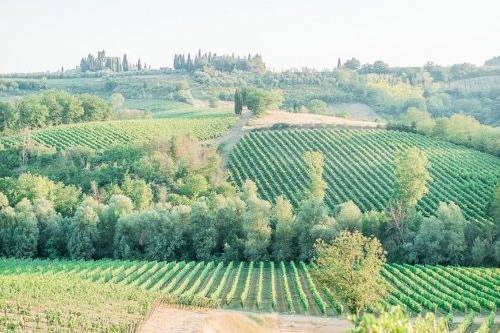 Vineyard Tuscany
