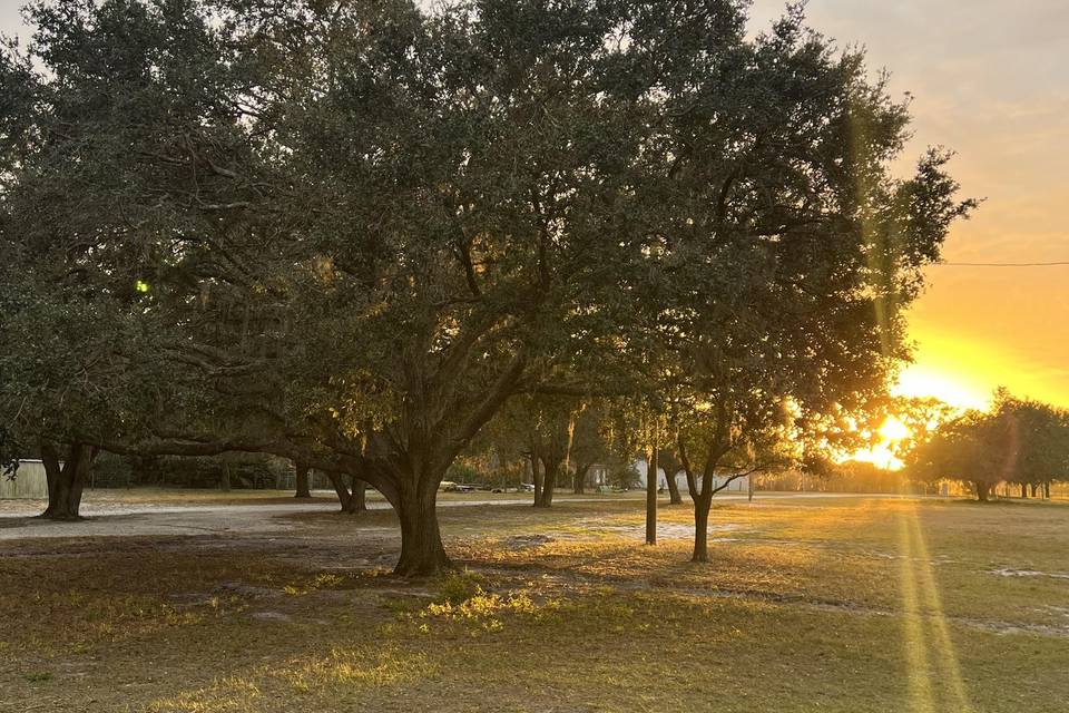 Beautiful Oaks & Natural Land