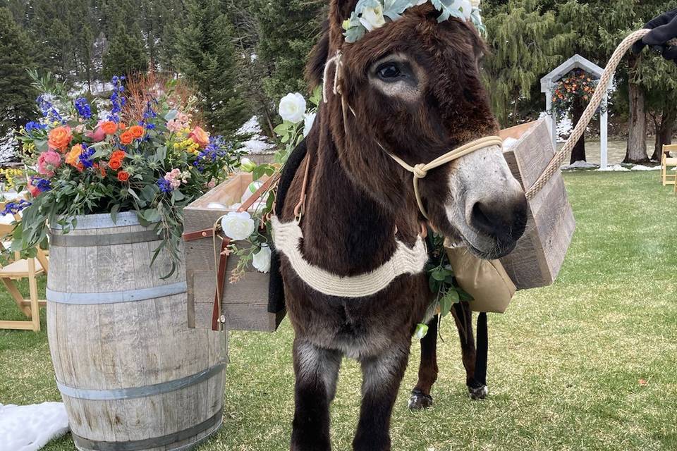 Daisy @ Rainbow Ranch