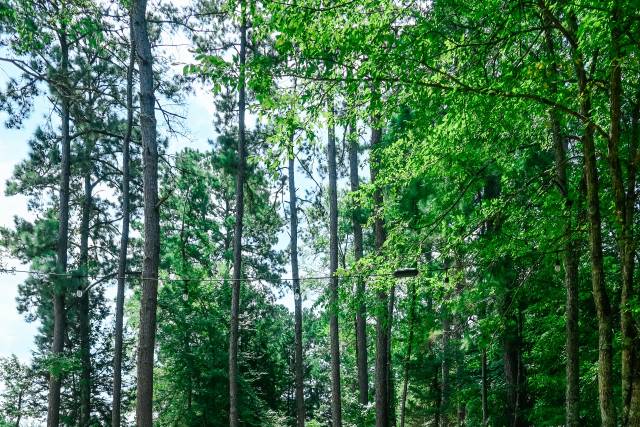 Wooded Outdoors