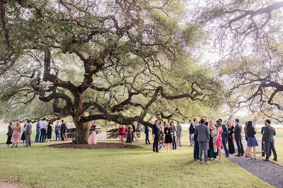 Gathering under the Oaks