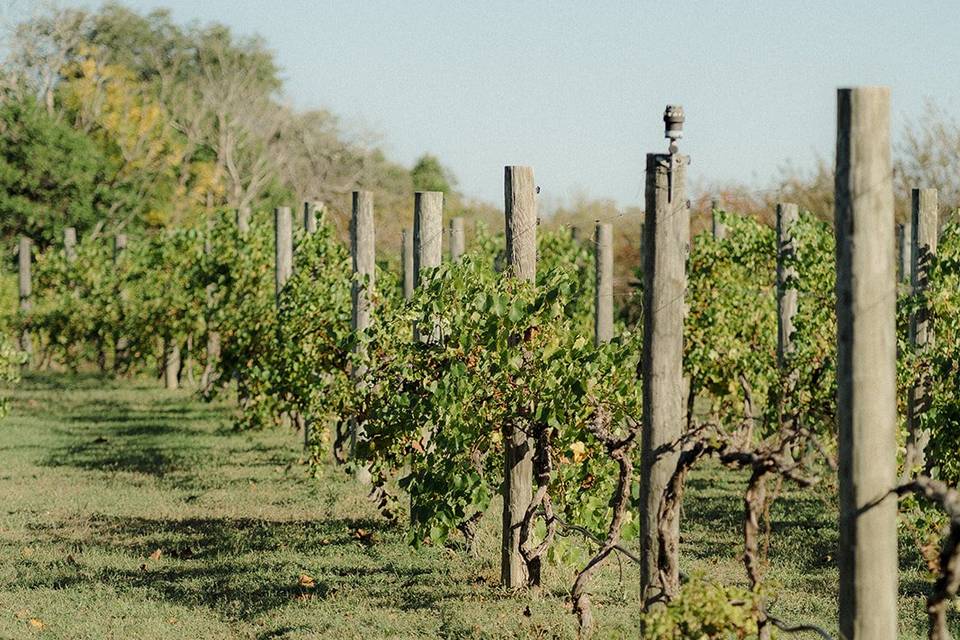 The Vineyard in October