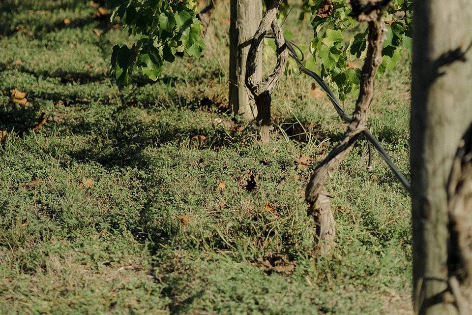 October Vineyards