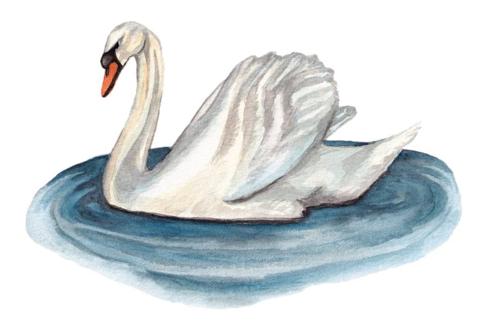 Swan Watercolor Detail