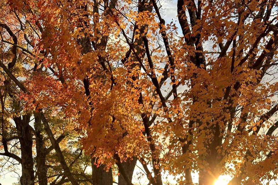 Cedarmere in October