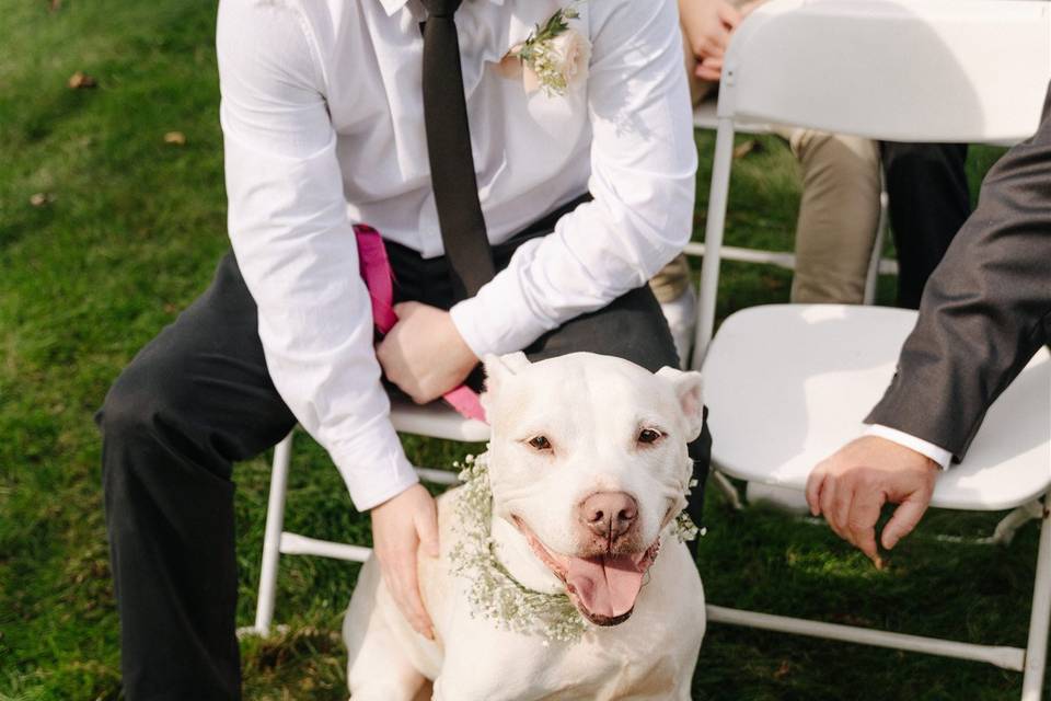 Dog-friendly venue!