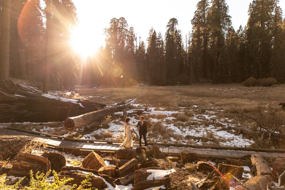 Sequoia National Park Backdrop