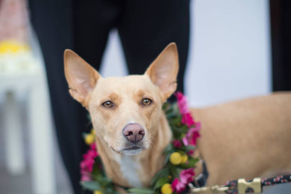 Bride & Blossom