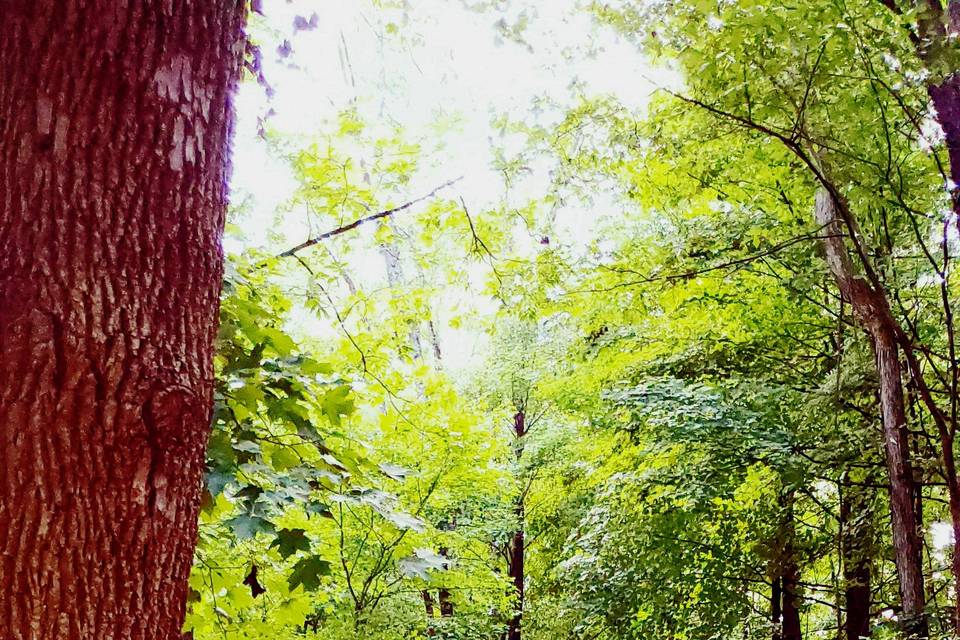 Nature Trail