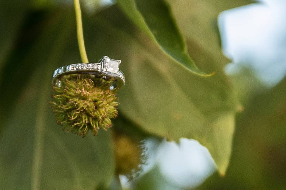 Wedding ring hanging from the trees