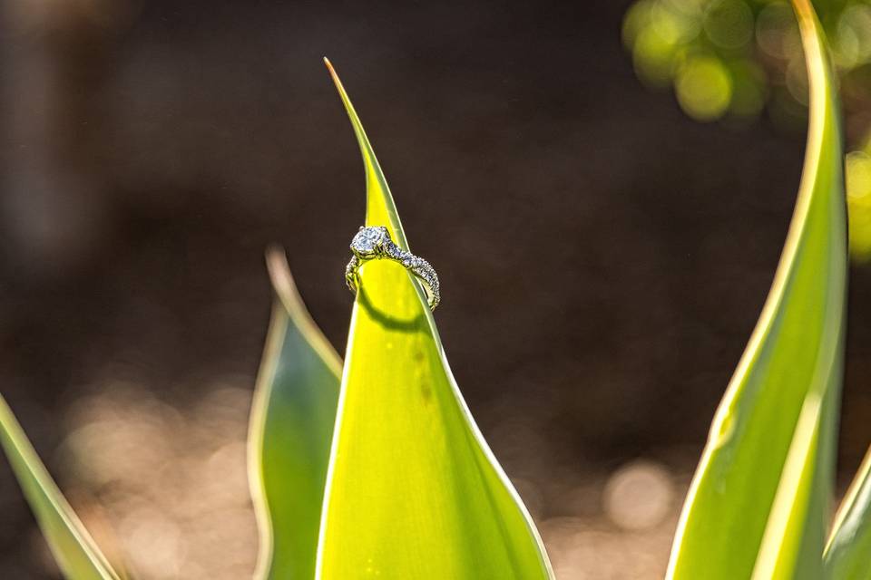 Wedding ring lodged on a bush