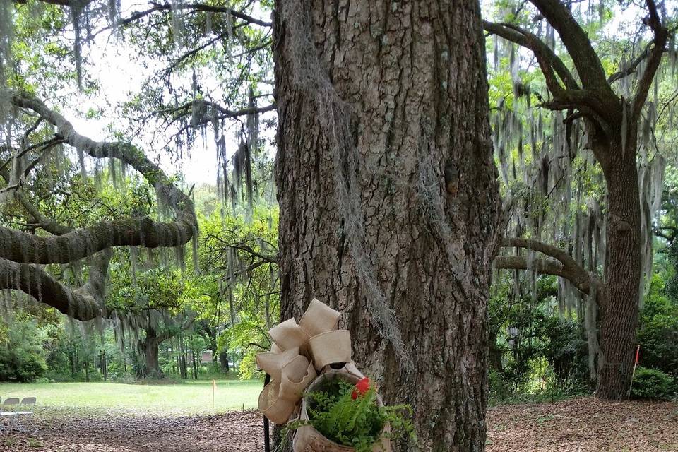 Two Chicks And A Trunk