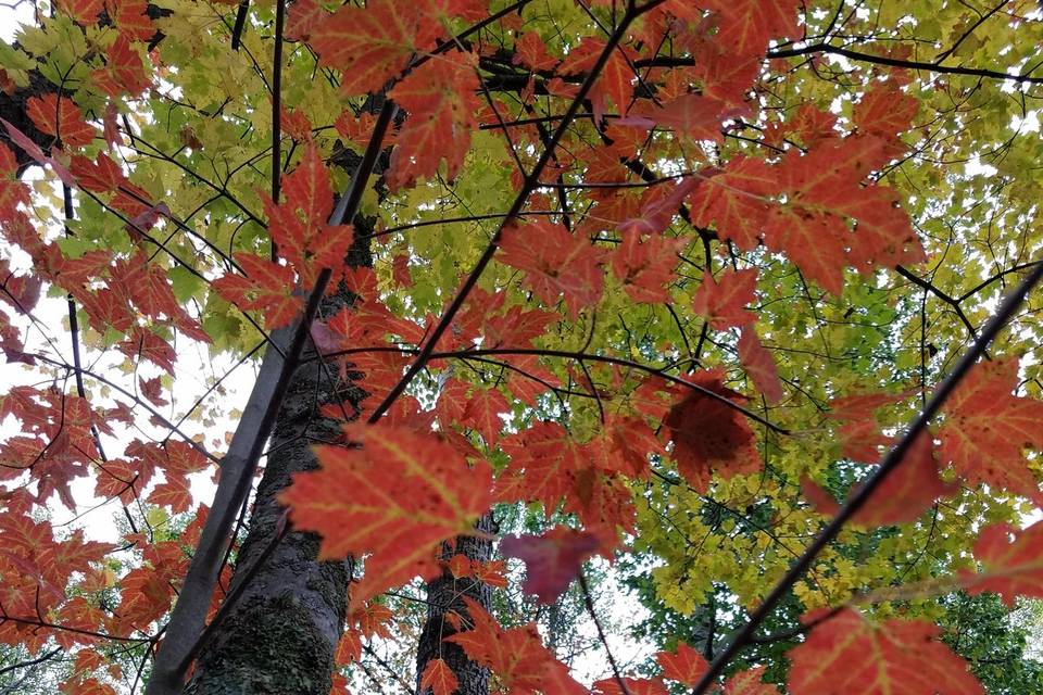 Fall Colors at the Tree Lodge