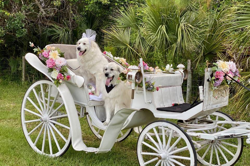 Dogs and Carriage